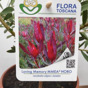 Leucadendron Loving Memory