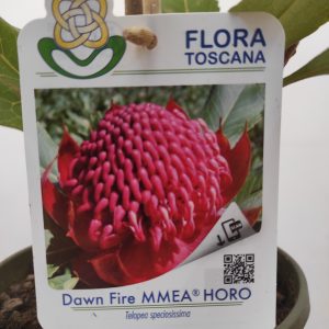 Telopea Dawn Fire