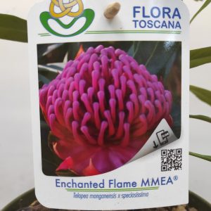 Telopea Enchanted Flame