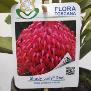 Telopea Shady Lady Red
