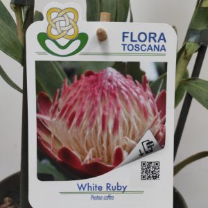 Protea White Ruby