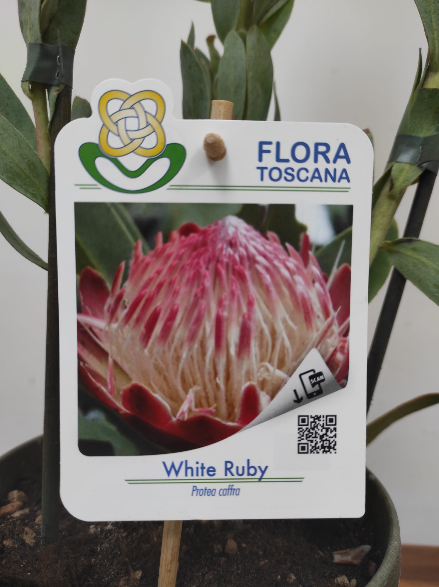 Protea White Ruby