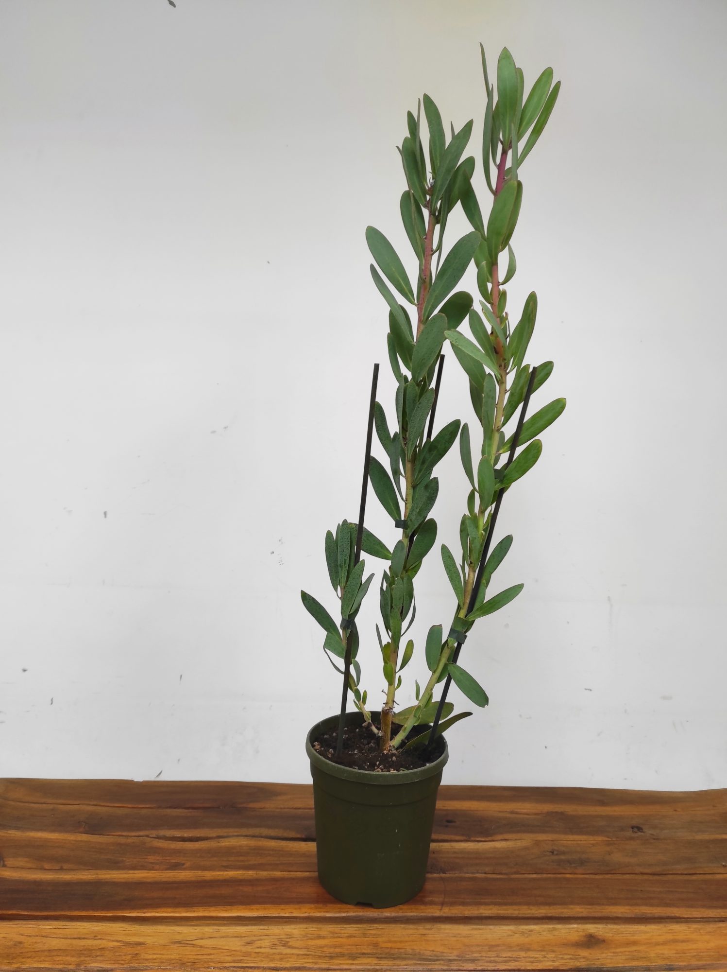 Protea White Ruby - Image 2