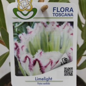 Protea Limelight