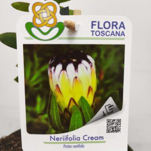 Protea Nerifolia Cream
