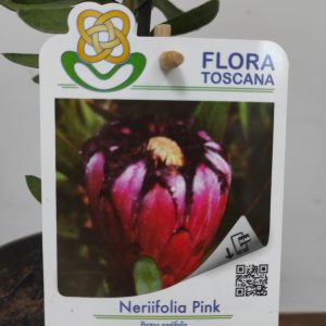 Protea Nerifolia Pink