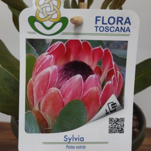 Protea Sylvia