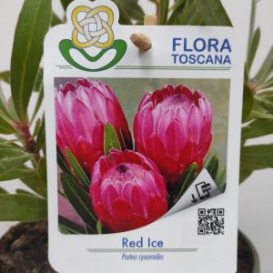 Protea Red Ice
