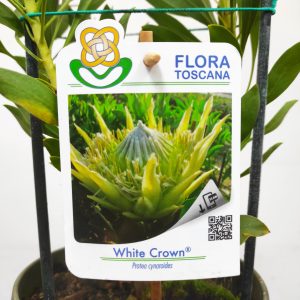 Protea White Crown