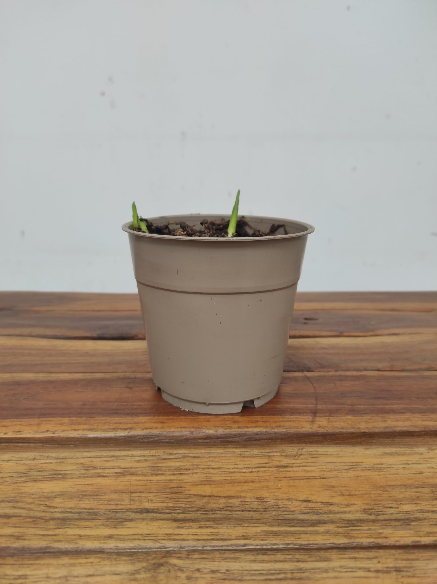 Bletilla V.12 - Image 2