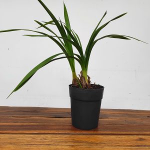 Cymbidium V.14 - Sem Flor