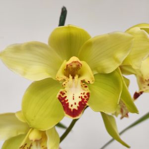 Cymbidium Verde V.14