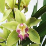 Cymbidium 3 Hastes - V.19