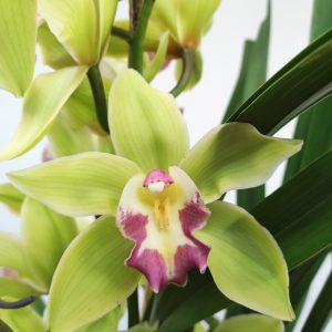 Cymbidium 3 Hastes - V.19