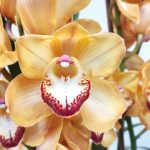 Cymbidium 3 Hastes - V.19