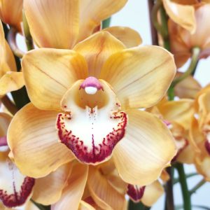 Cymbidium 3 Hastes - V.19