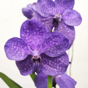 Vanda