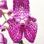 Vanda