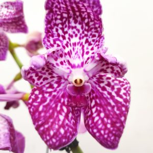 Vanda