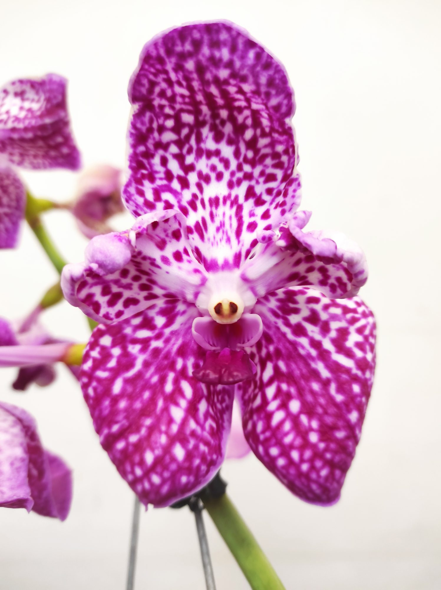 Vanda