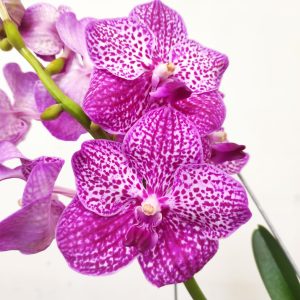 Vanda