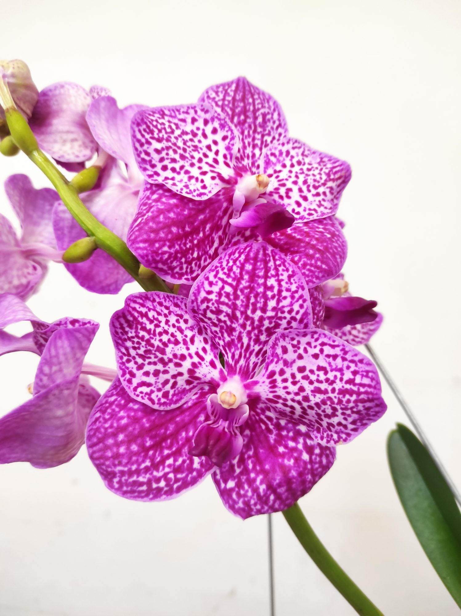Vanda