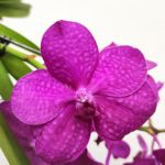 Vanda