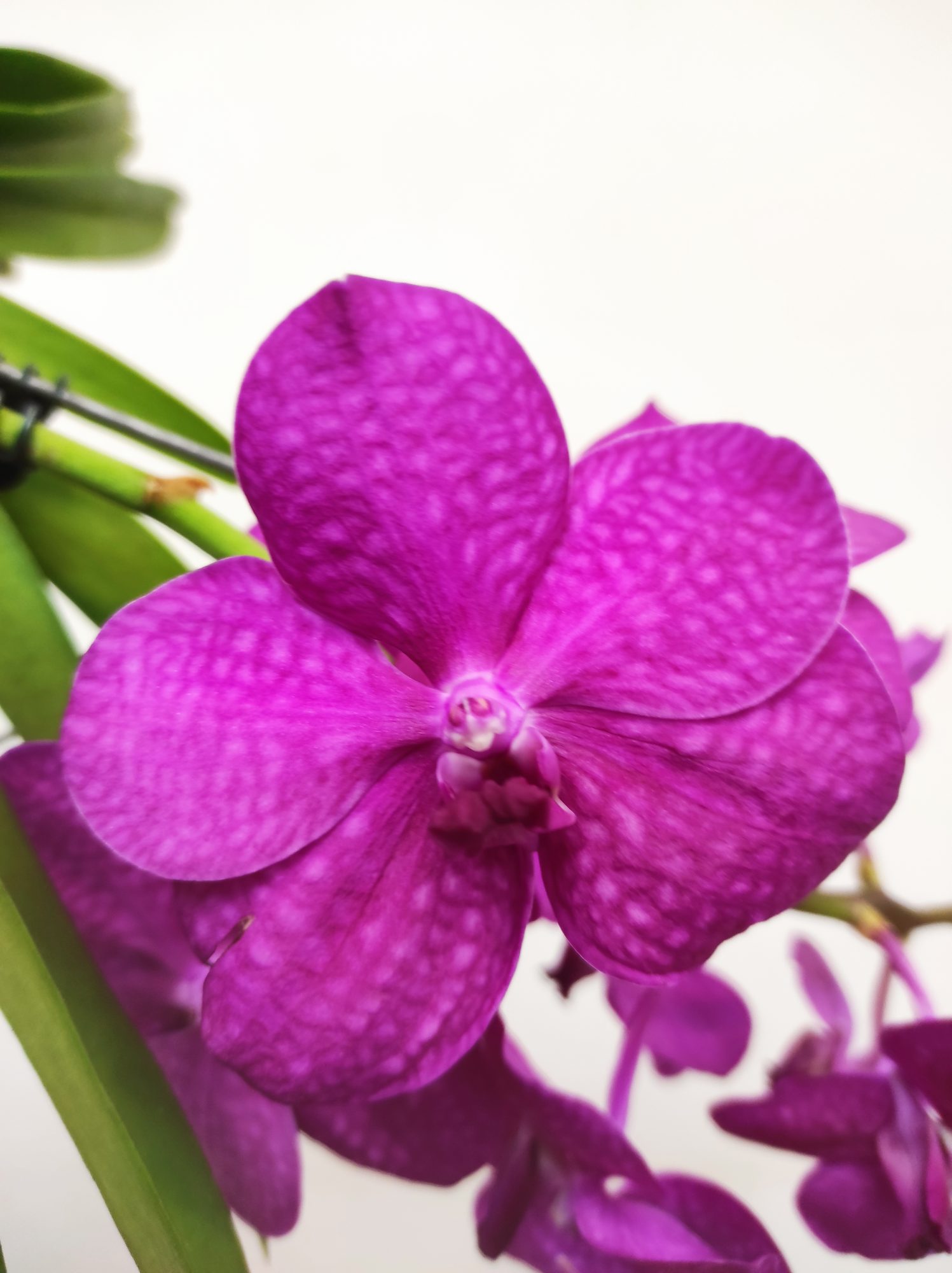 Vanda