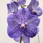 Vanda