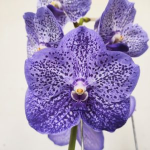 Vanda