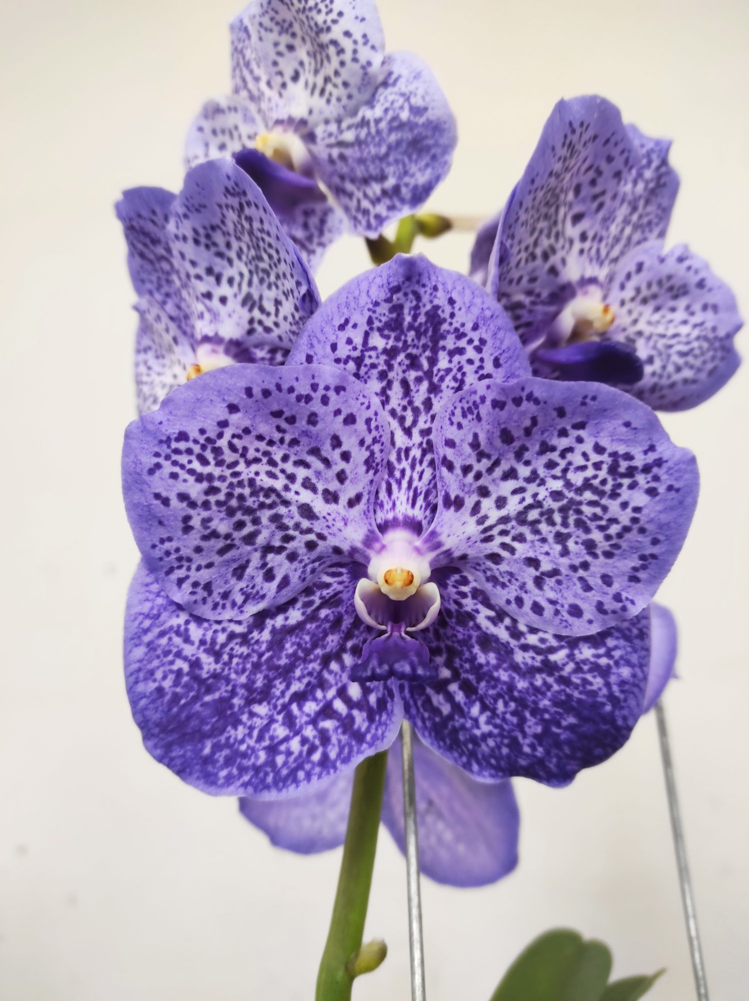 Vanda