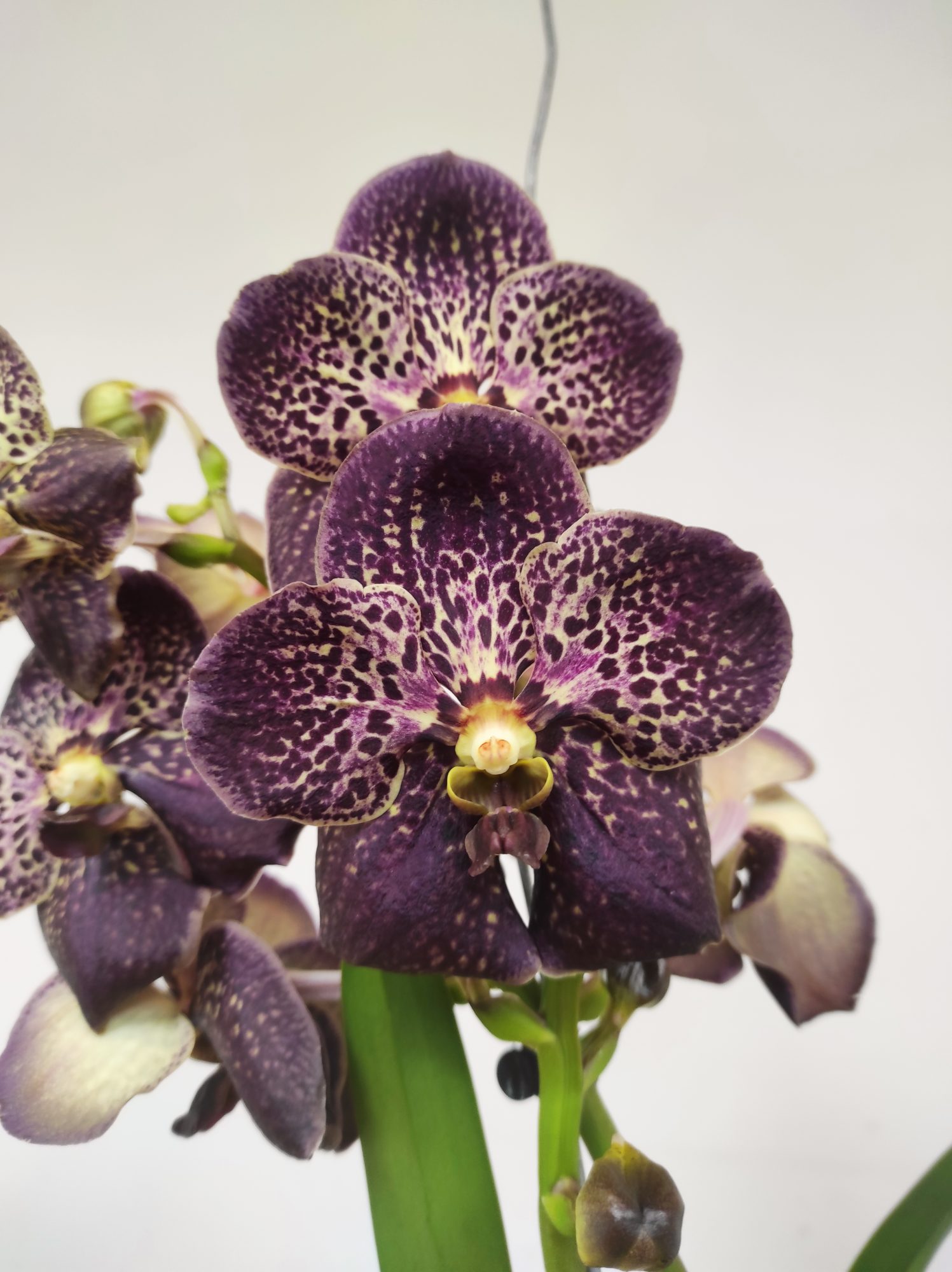 Vanda