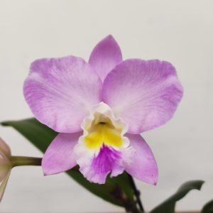 Cattleya Doris & Byron