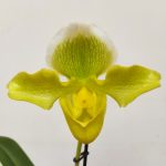 Paphiopedilum Ansum - 1 Haste