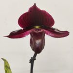 Paphiopedilum Maudiae Vinicolor - 1 Haste