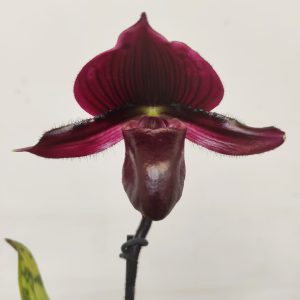 Paphiopedilum Maudiae Vinicolor - 1 Haste