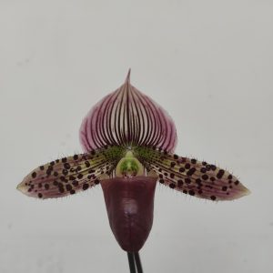 Paphiopedilum Silk Blend - 1 Haste