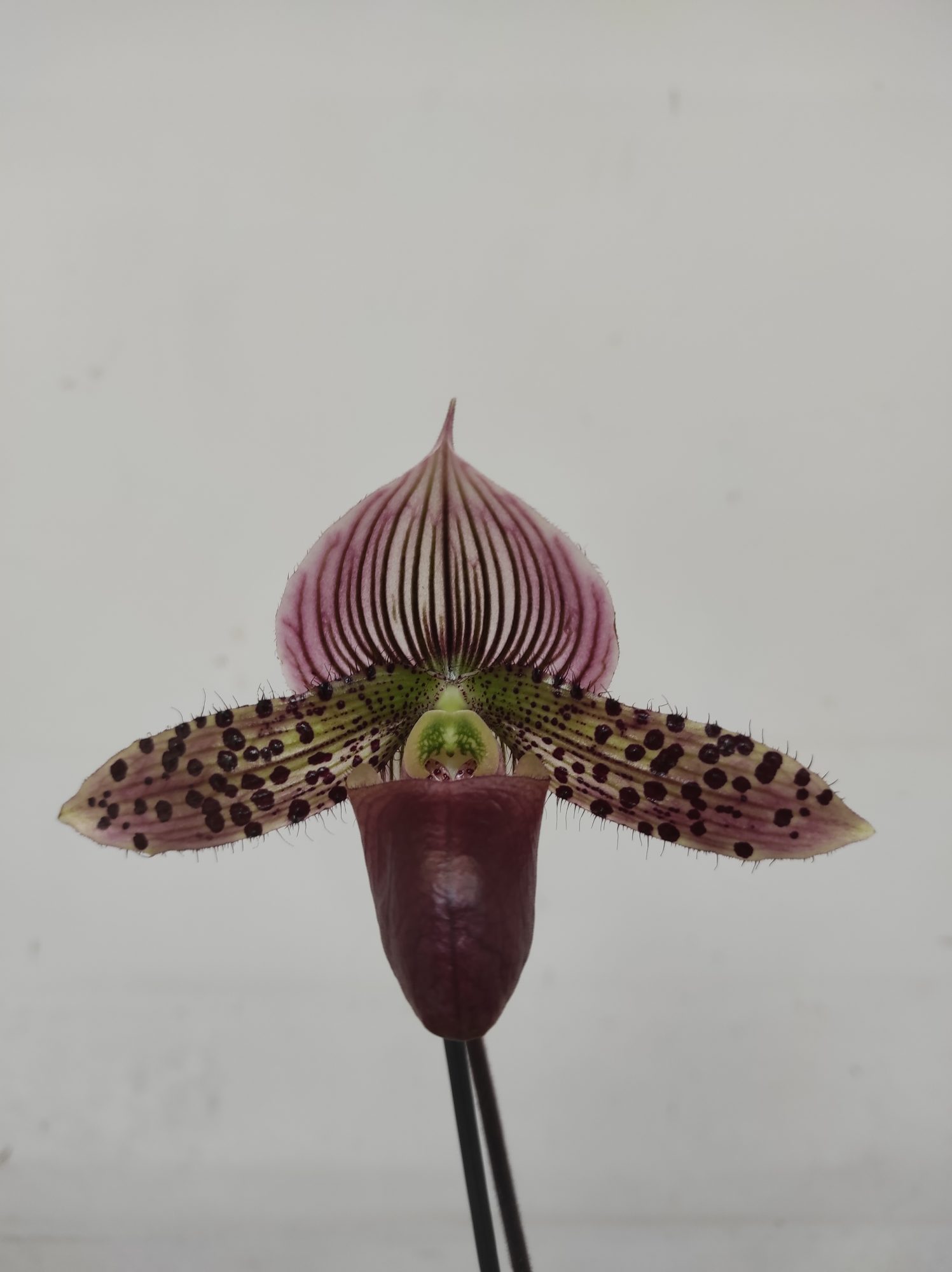 Paphiopedilum Silk Blend - 1 Haste