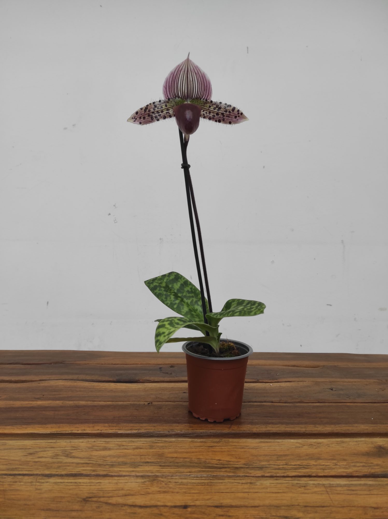 Paphiopedilum Silk Blend - 1 Haste - Image 2