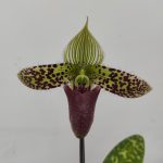 Paphiopedilum Sukhakullii - 1 Haste