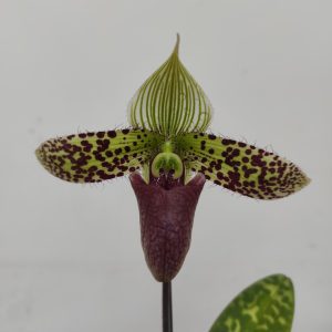 Paphiopedilum Sukhakullii - 1 Haste