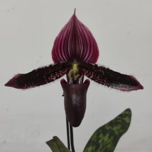 Paphiopedilum Magic Cherry - 1 Haste