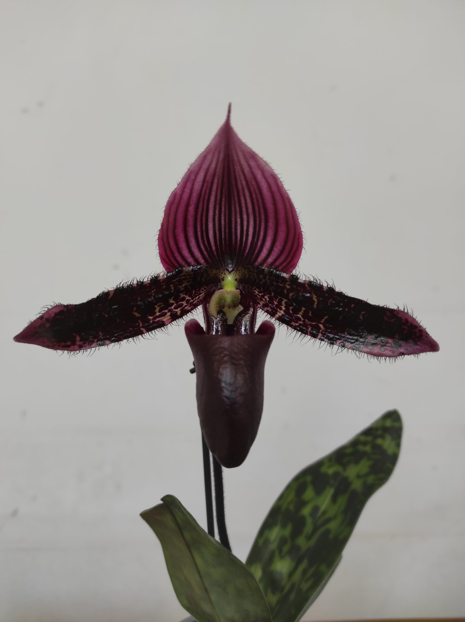Paphiopedilum Magic Cherry - 1 Haste