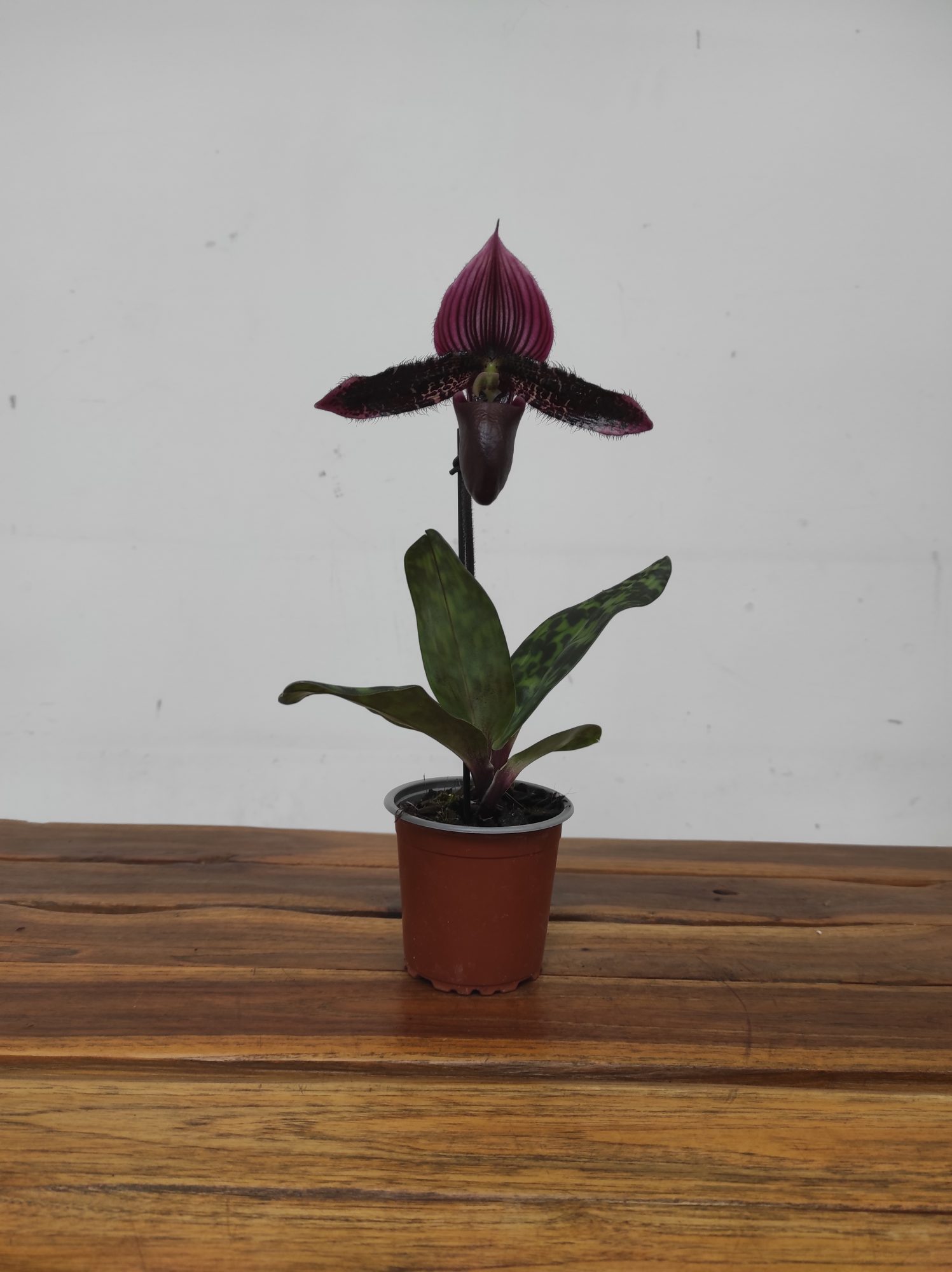 Paphiopedilum Magic Cherry - 1 Haste - Image 2