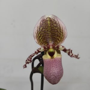 Paphiopedilum Pinochio - 1 Haste