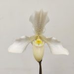 Paphiopedilum Phips Branco - 1 Haste