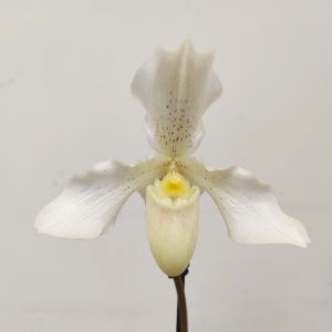 Paphiopedilum Phips Branco - 1 Haste
