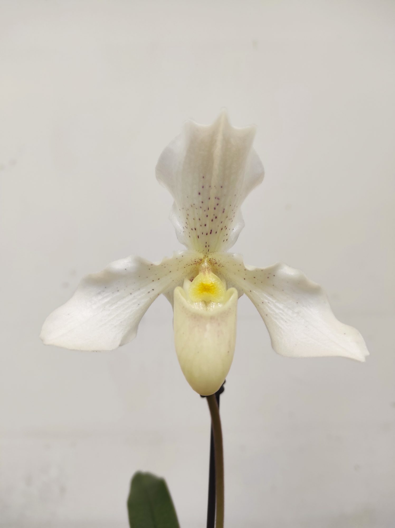 Paphiopedilum Phips Branco - 1 Haste