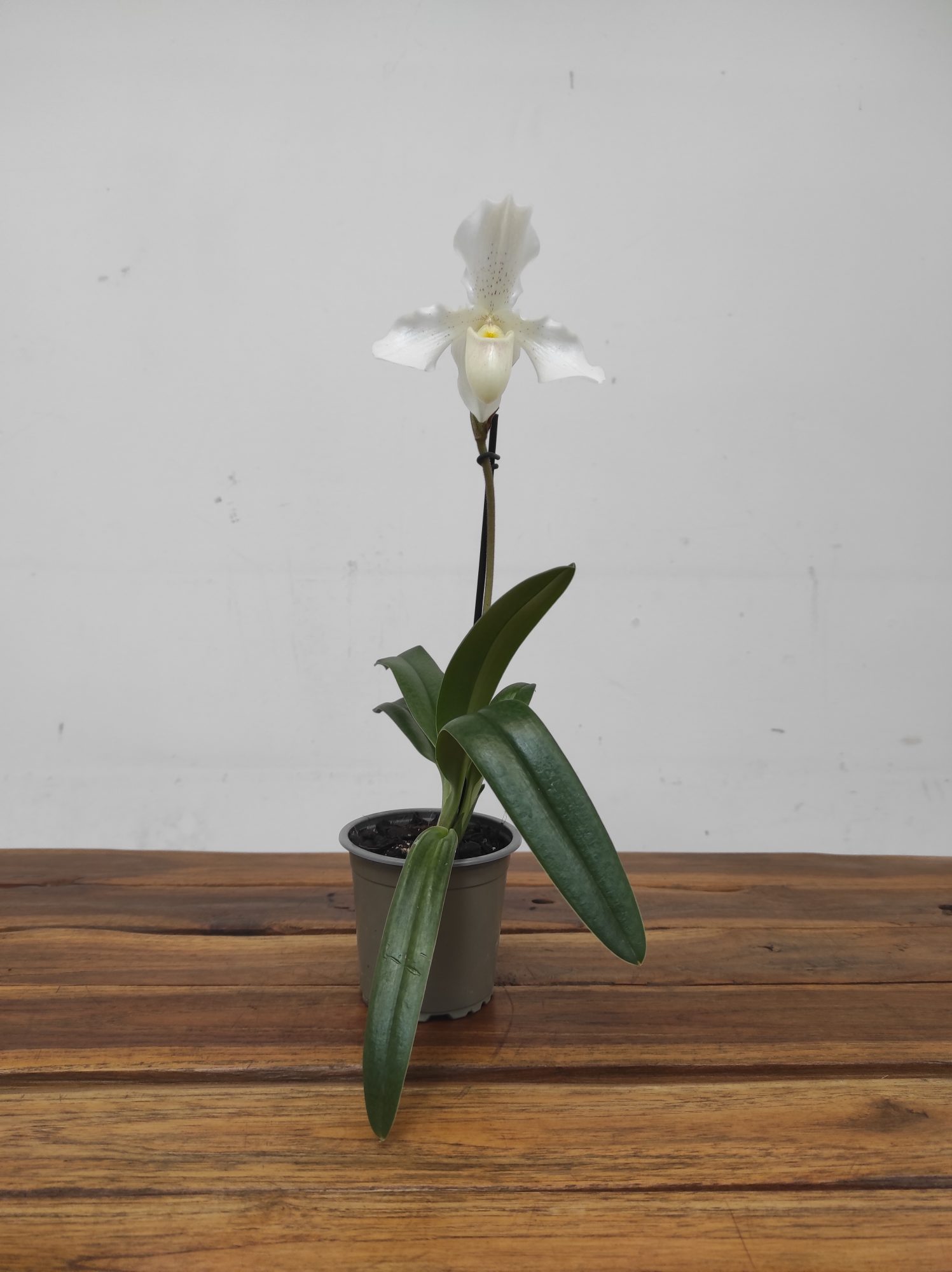 Paphiopedilum Phips Branco - 1 Haste - Image 2