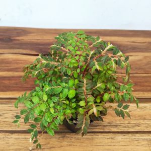 Begonia Foliosa Miniata